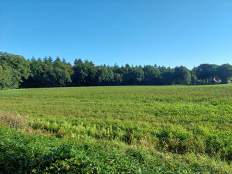 angrenzendes Feld mit Blick Richtung Ferienwohnung