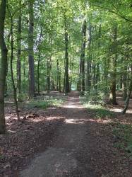 Waldstück an der Nordradde